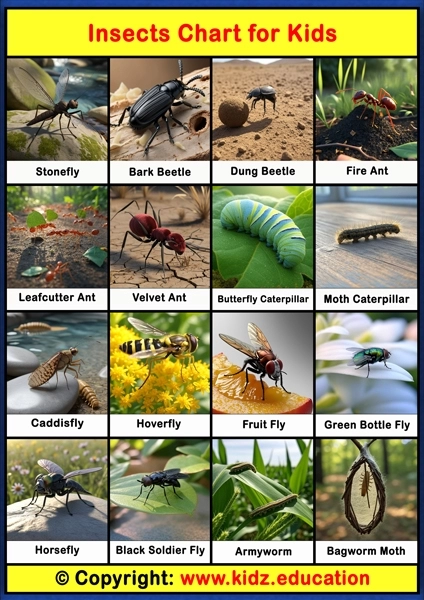 Insects Chart - 3 | Printable Educational Chart for Kids