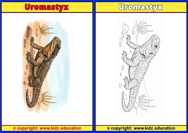 Uromastyx - Printable Coloring Page for Kids