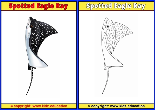 Spotted Eagle Ray - Printable Coloring Page for Kids