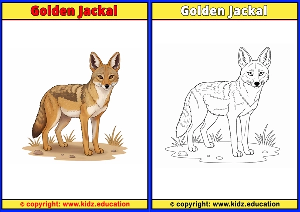 Golden Jackal - Printable Coloring Page for Kids