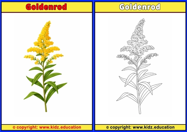 Goldenrod - Printable Coloring Page for Kids