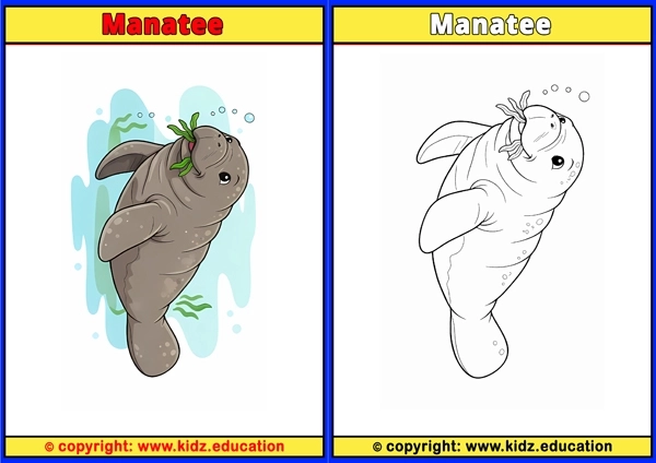 Manatee - Printable Coloring Page for Kids