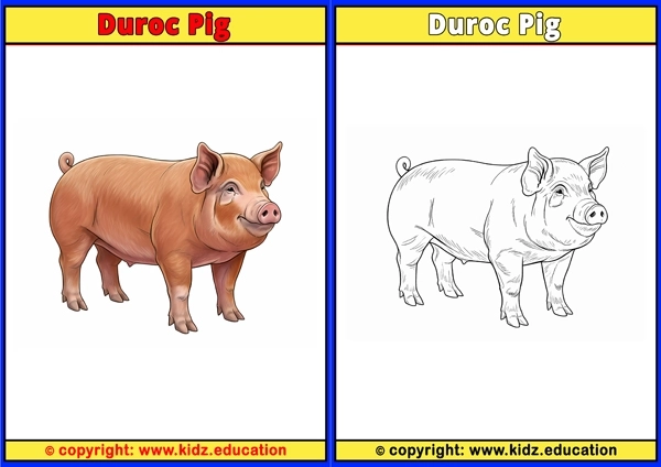 Duroc Pig - Printable Coloring Page for Kids