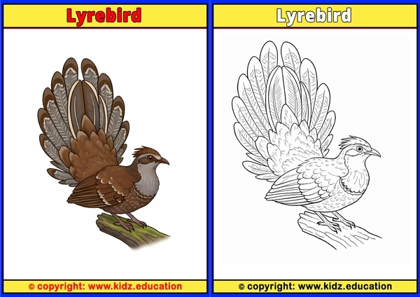 Macaw - Printable Coloring Page for Kids