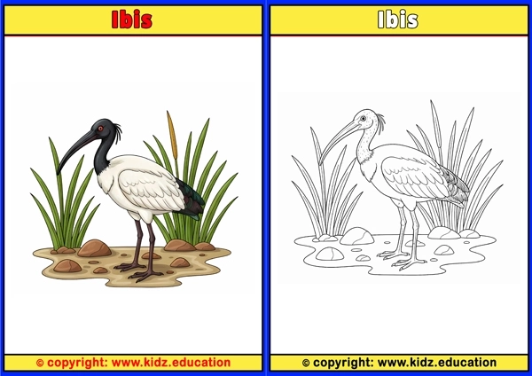 Indian Runner Duck - Printable Coloring Page for Kids