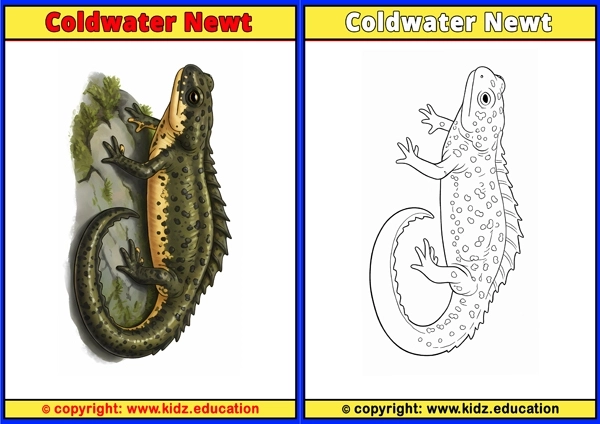 Coldwater Newt - Printable Coloring Page for Kids