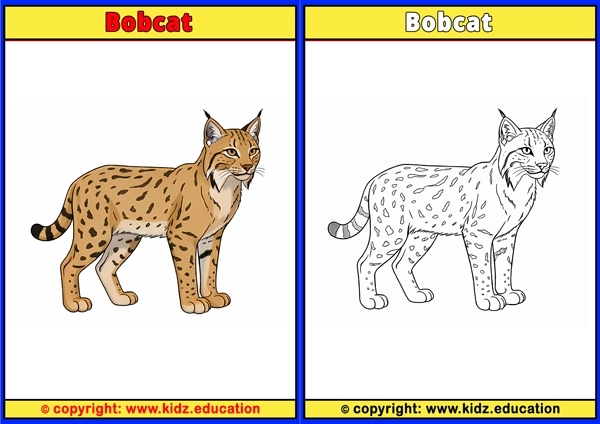 Bobcat - Printable Coloring Page for Kids