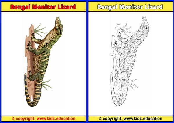 Bengal Monitor Lizard - Printable Coloring Page for Kids