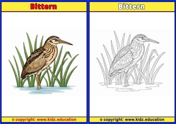 Bittern - Printable Coloring Page for Kids