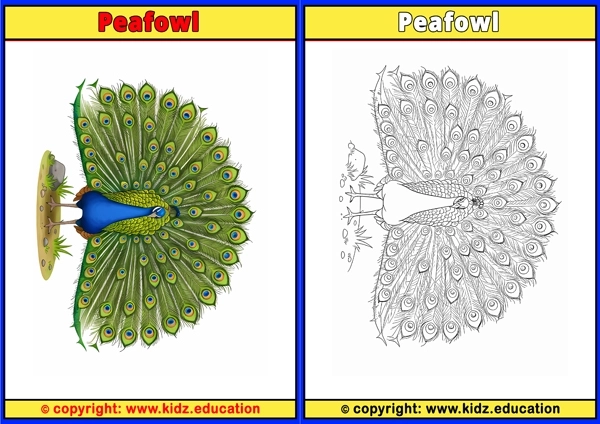 Pekin Duck - Printable Coloring Page for Kids