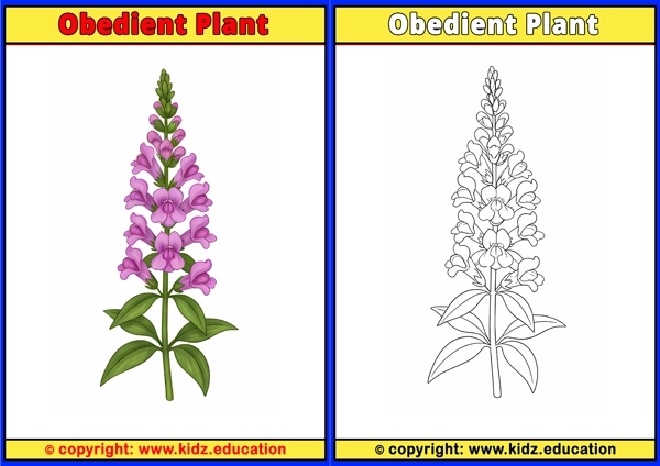 Obedient Plant - Printable Coloring Page for Kids