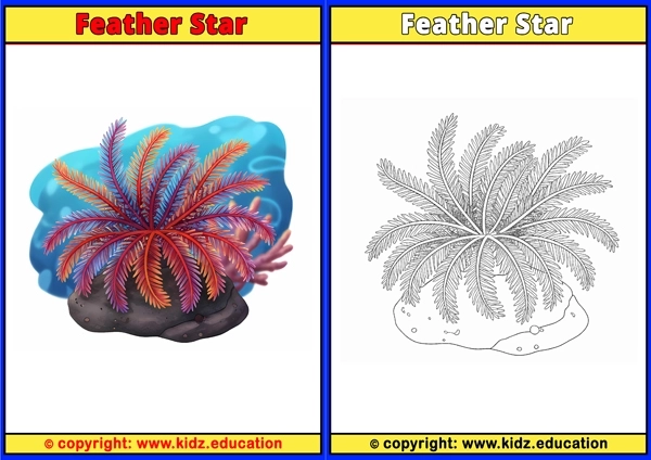 Feather Star - Printable Coloring Page for Kids