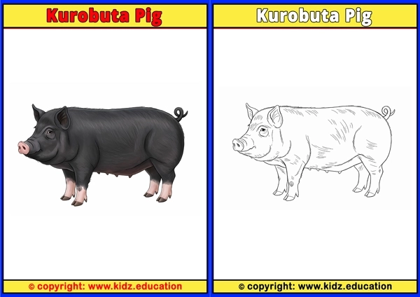 Kurobuta Pig - Printable Coloring Page for Kids