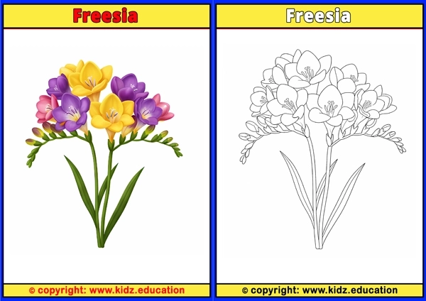 Freesia - Printable Coloring Page for Kids