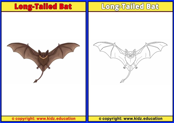 Long-Tailed Bat - Printable Coloring Page for Kids