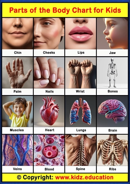 Parts of the Body Chart -3 | Printable Educational Chart for Kids