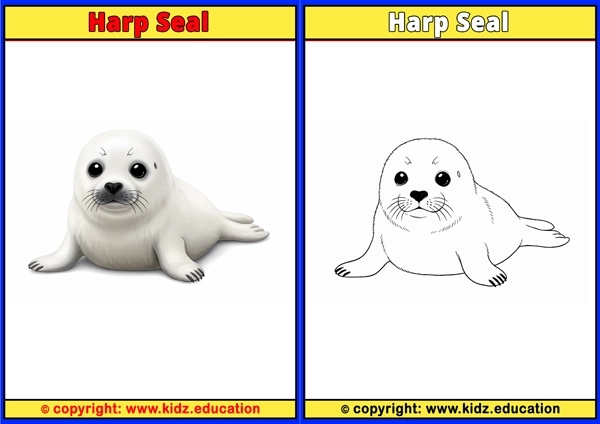 Harp Seal - Printable Coloring Page for Kids