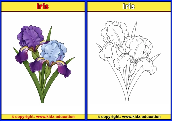 Iris - Printable Coloring Page for Kids