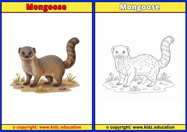 Mongoose - Printable Coloring Page for Kids