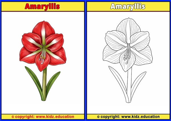 Amaryllis - Printable Coloring Page for Kids