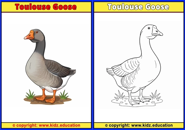 Turkey Vulture - Printable Coloring Page for Kids