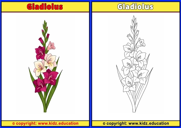 Gladiolus - Printable Coloring Page for Kids