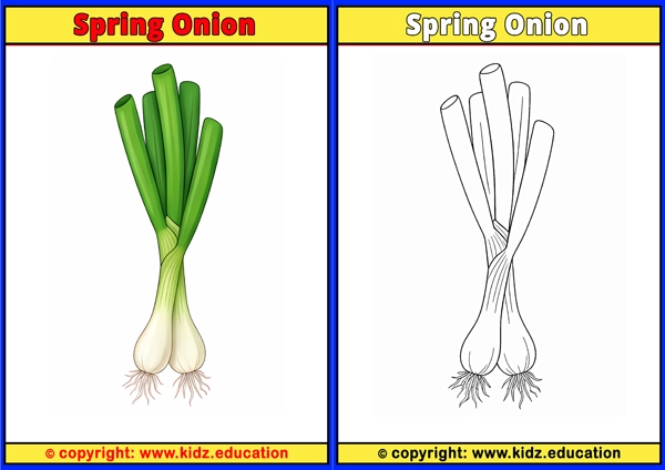 Spring Onion - Printable Coloring Page for Kids