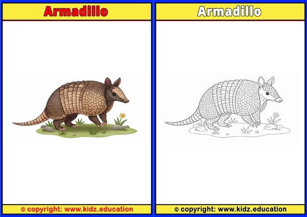Armadillo - Printable Coloring Page for Kids