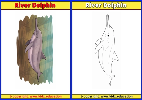River Dolphin - Printable Coloring Page for Kids