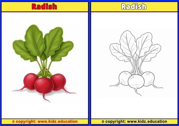 Radish - Printable Coloring Page for Kids