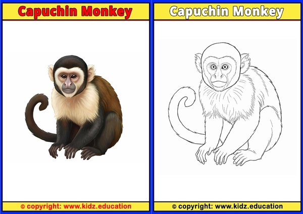 Capuchin Monkey - Printable Coloring Page for Kids