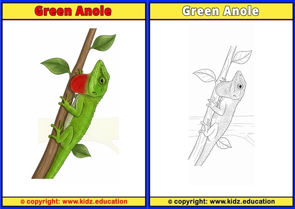 Green Anole - Printable Coloring Page for Kids