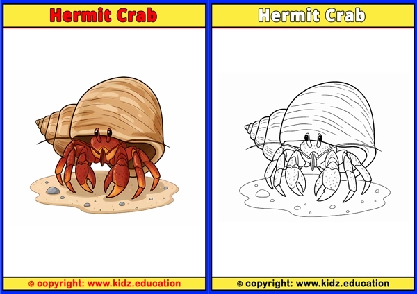 Hermit Crab - Printable Coloring Page for Kids