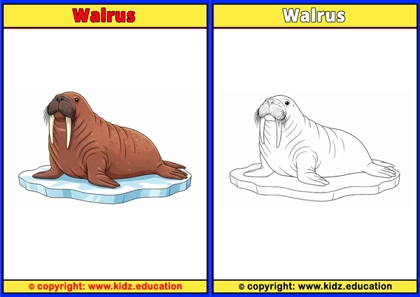 Walrus - Printable Coloring Page for Kids