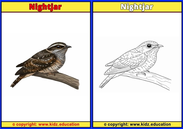Nuthatch - Printable Coloring Page for Kids
