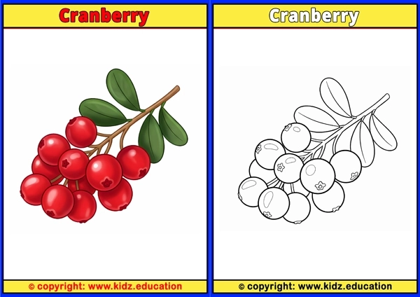 Cranberry - Printable Coloring Page for Kids