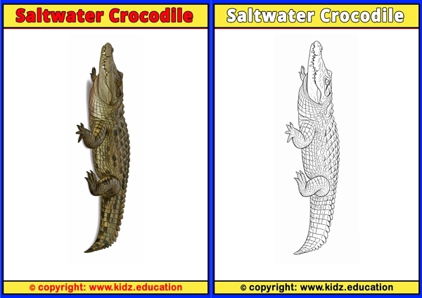Saltwater Crocodile - Printable Coloring Page for Kids
