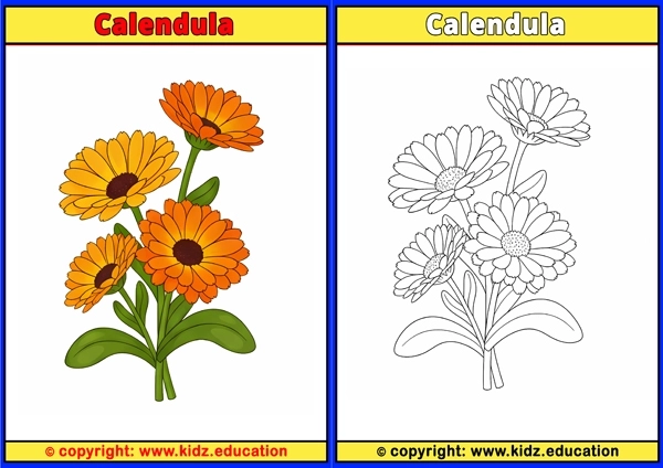 Calendula - Printable Coloring Page for Kids