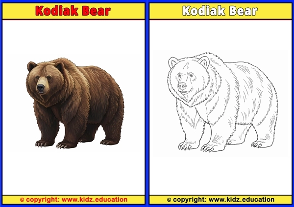 Kodiak Bear - Printable Coloring Page for Kids