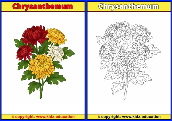Chrysanthemum - Printable Coloring Page for Kids
