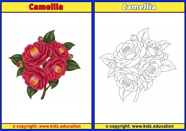 Camellia - Printable Coloring Page for Kids
