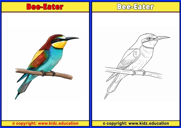 Bee-eater - Printable Coloring Page for Kids