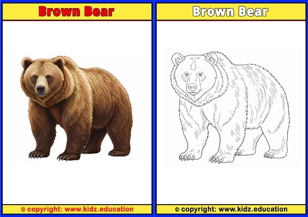 Brown Bear - Printable Coloring Page for Kids