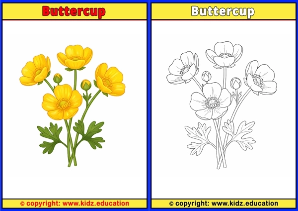 Buttercup - Printable Coloring Page for Kids