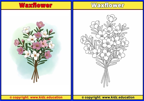 Waxflower - Printable Coloring Page for Kids