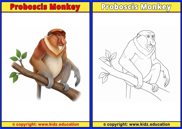 Proboscis Monkey - Printable Coloring Page for Kids