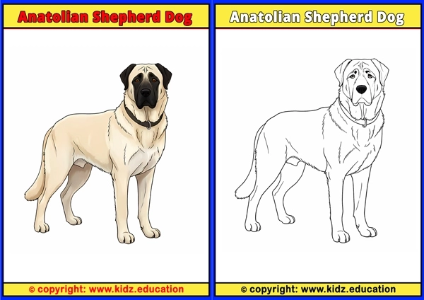 Anatolian Shepherd Dog - Coloring Page for Kids