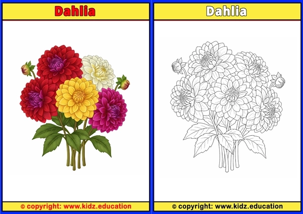 Dahlia - Printable Coloring Page for Kids