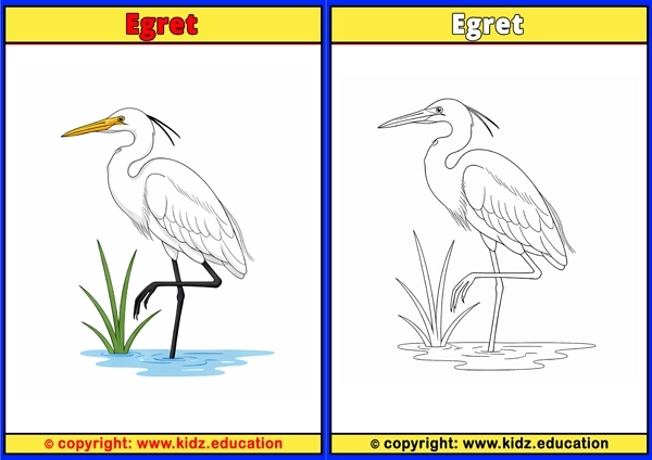 Egret - Printable Coloring Page for Kids