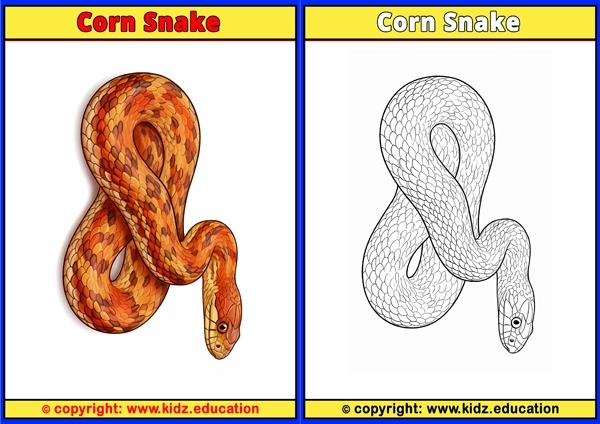 Corn Snake - Printable Coloring Page for Kids